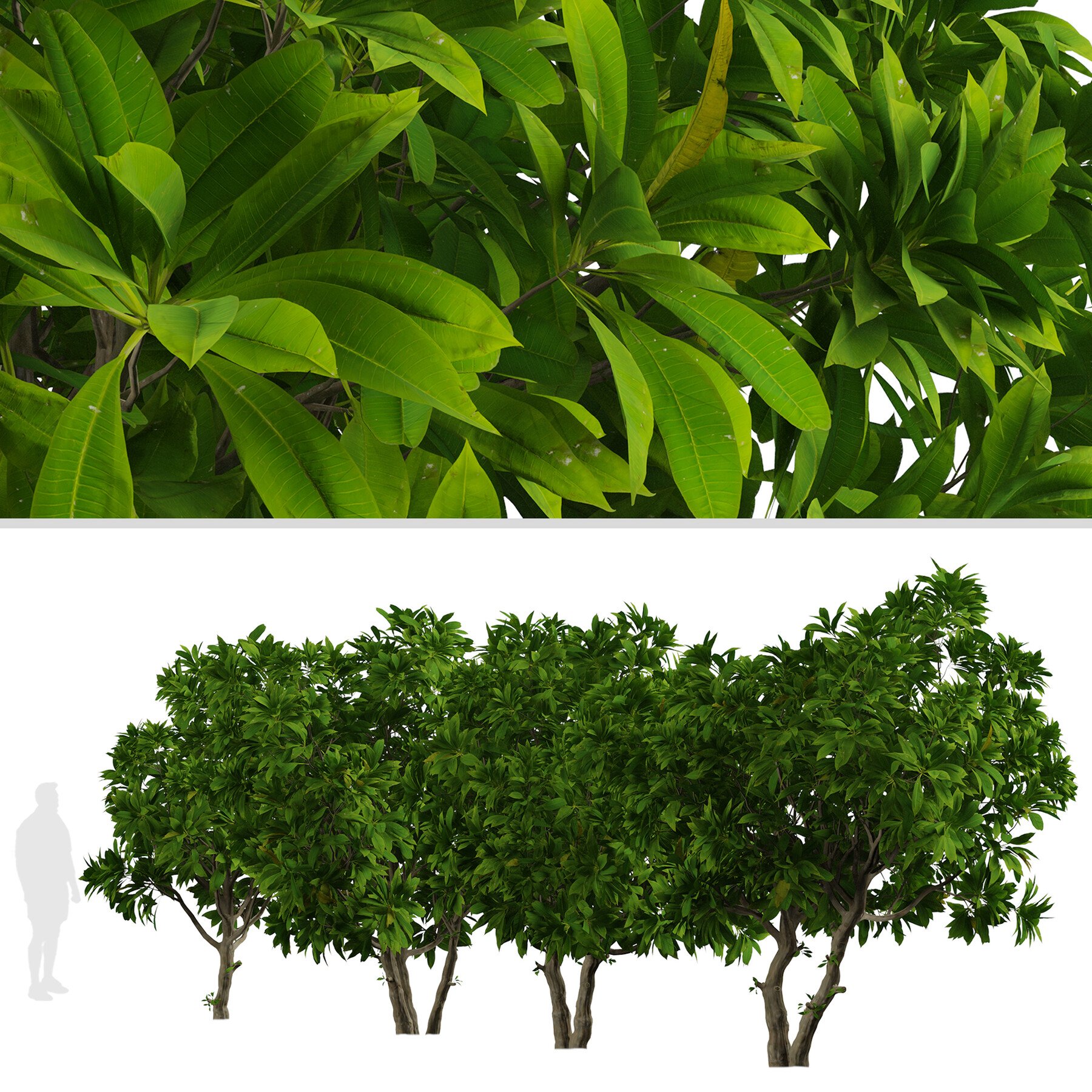 ArtStation - Set of Frangipani Trees (Plumeria) (4 Trees) | Resources