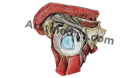 Arm Socket (Lateral view)