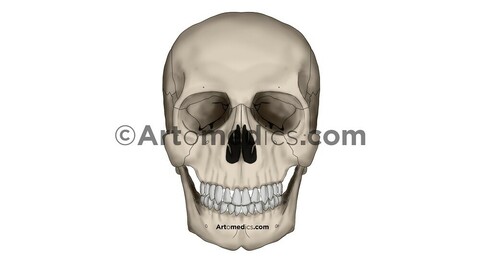 Skull (anterior view)