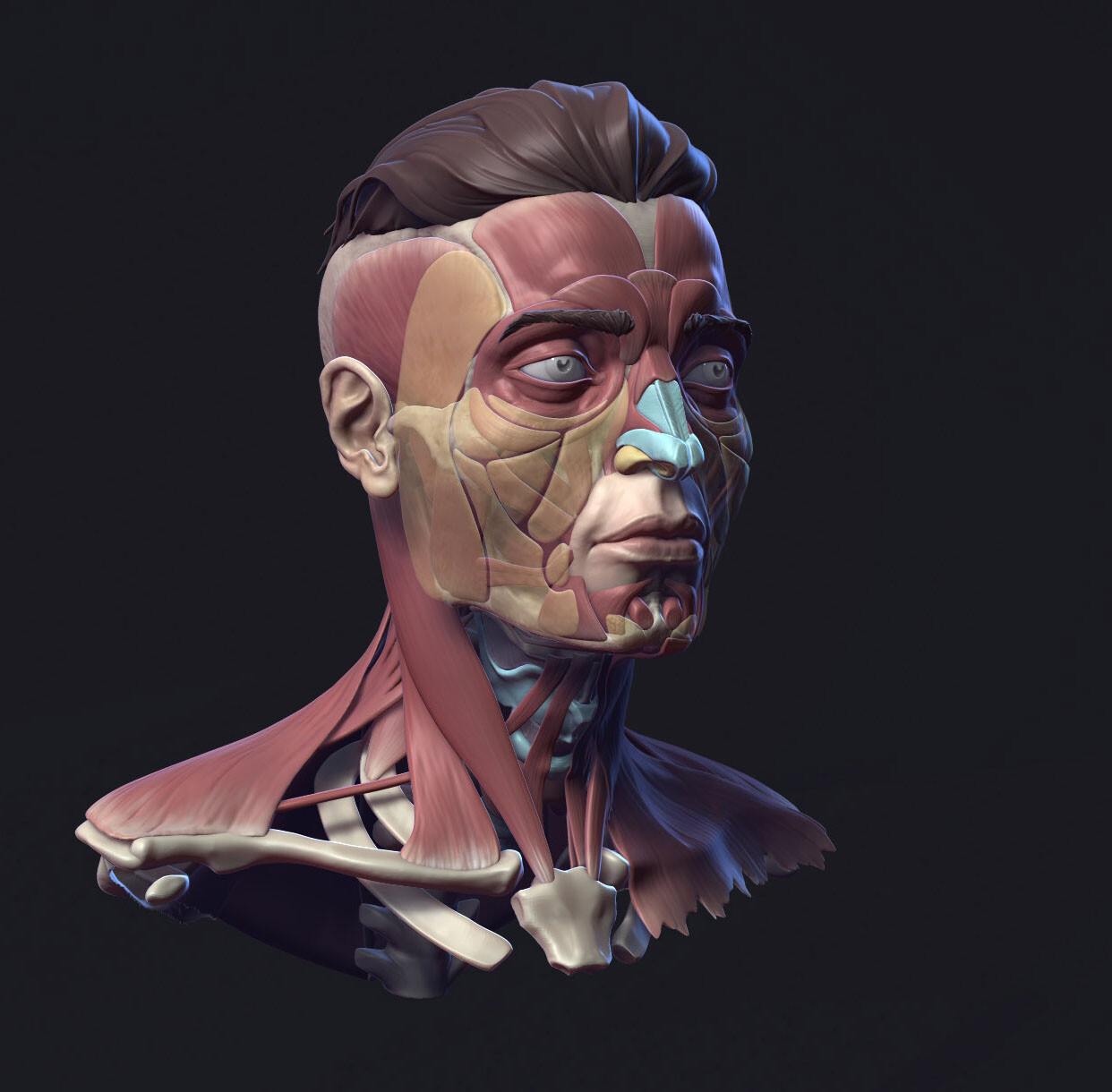 ecorche anatomy model