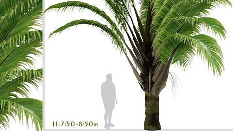 Set of Dypsis decaryi palm Trees (Triangle Palm) (2 Trees)