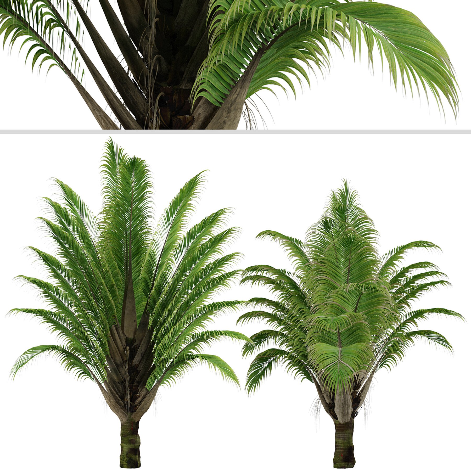 ArtStation - Set of Dypsis decaryi palm Trees (Triangle Palm) (2 Trees 