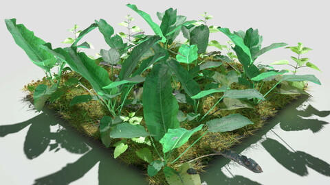 Bitter Dock Meadow Patch and Free Gift