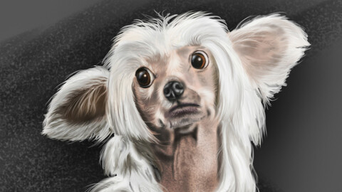 A cute dog with a surprised look.