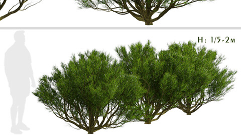 Set of Pinus Mugo Trees (Bog Pine) (3 Trees)