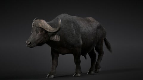 3D Model | African Buffalo (Syncerus Caffer)  Animated