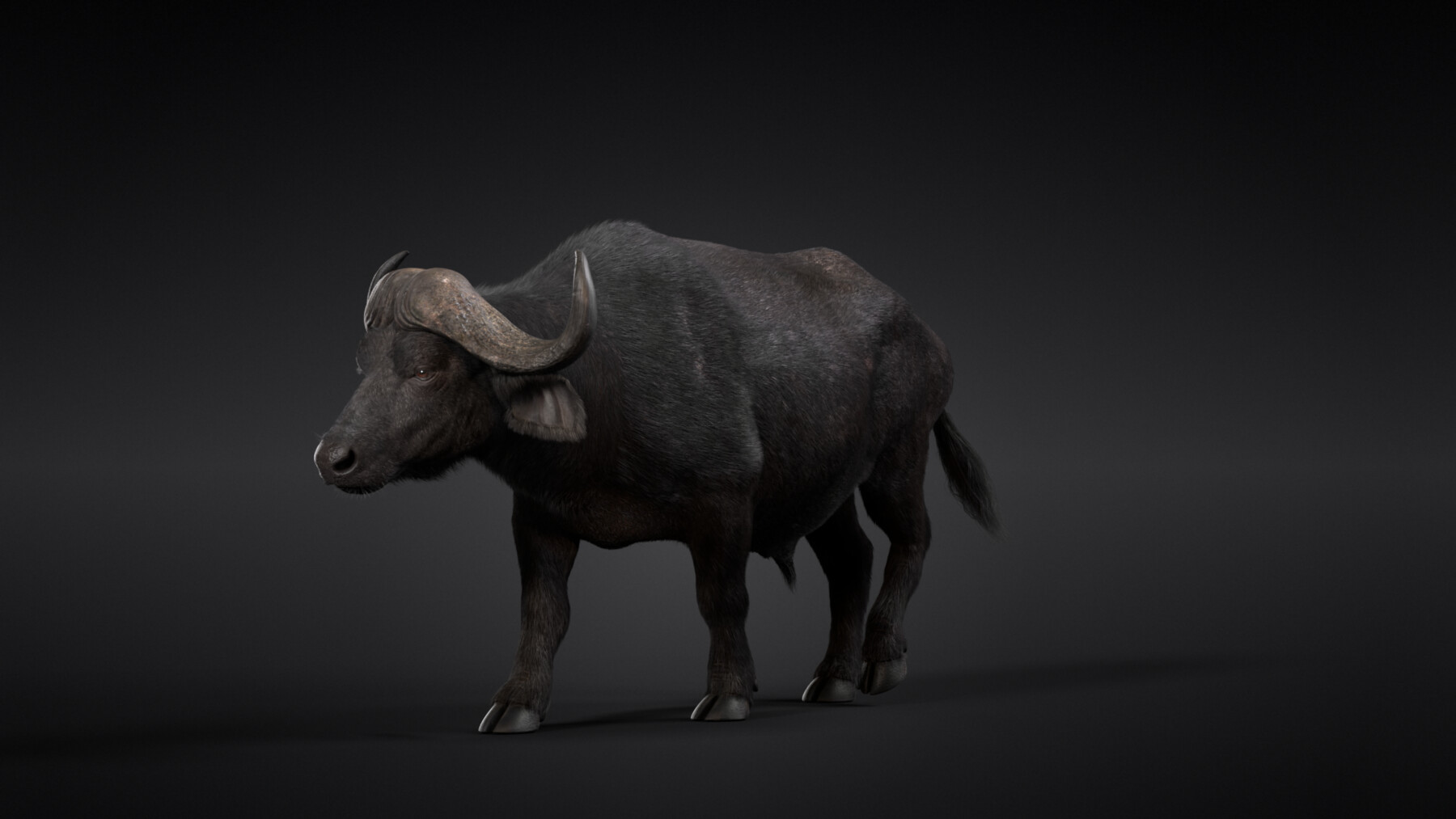 ArtStation - 3D Model | African Buffalo (Syncerus Caffer) Animated ...