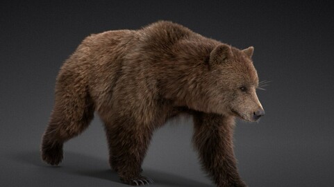 3D Animal | Female Brown Bear (UrsusArctos) Animated