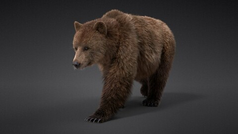 Female Brown Bear (UrsusArctos)