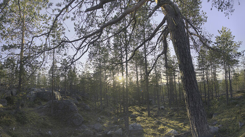 Nature HDRI - Forest Glade