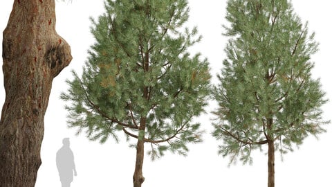 Set of Pinus Sylvestris Trees (European red pine) (2 Trees)