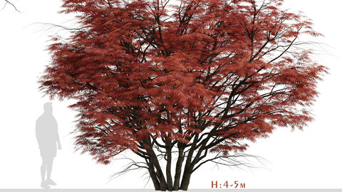ArtStation - Set of Silver Maple Trees (Acer Saccharinum) (2 Trees)