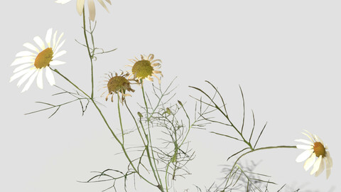 Field Chamomile Pack