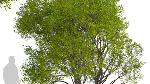 Set of Salix Fragilis Trees (Crack willow) (2 Trees)