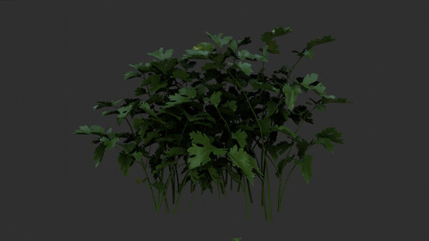 3 plant 3d models 3D model