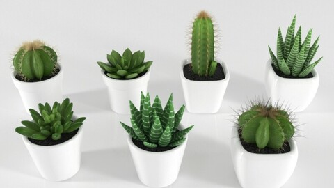 Succulent and Cactus in Pot