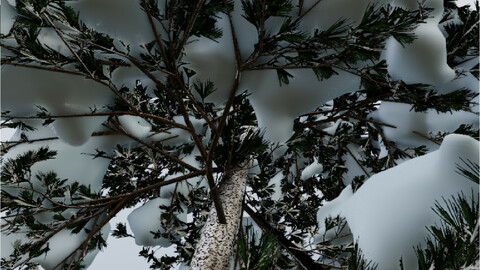Tree_Pinus-ponderosa_winter