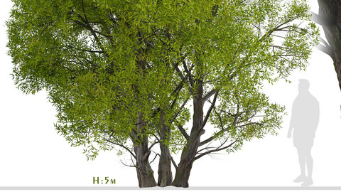 Salix Fragilis Tree (Crack willow) (1 Tree)