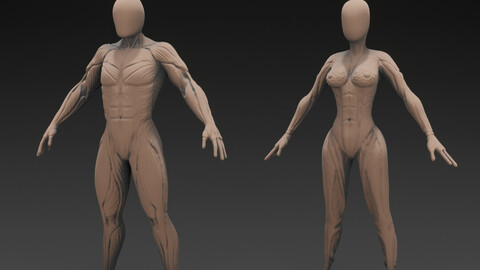 Human Anatomy Sculpt