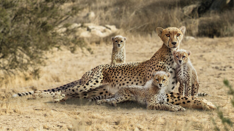 Cheetah and Young Cheetah Animated