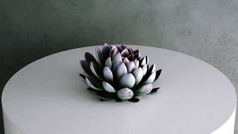 Echeveria Pulidonis Stone Rose Succulent [3d Scan Model]