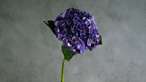 Hydrangea Purple Flower & Twig 05 [3d Scan Model: Plants / Flowers]