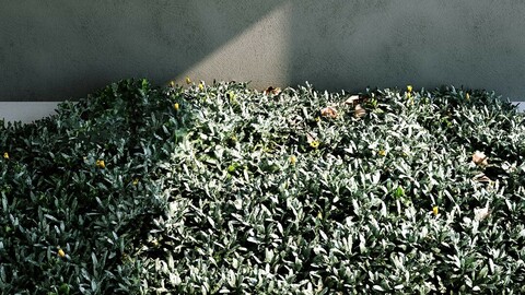 Plants: Grass / Groundcover (Gazania Tomentosa) [3d Scan Model]