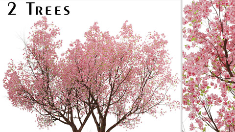 Sakura Tree (Cherry Blossom or Prunus Cerasus) (2 Trees)