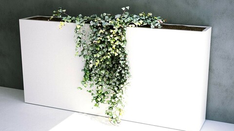 Trailing Ivy [3d Scan Model: Plants / Flowers]