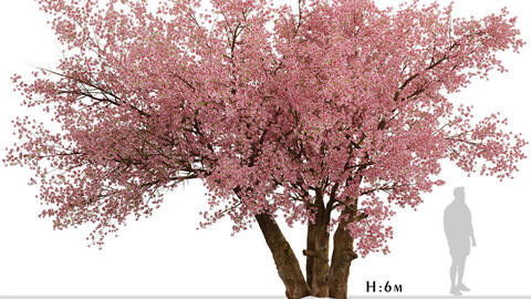 Sakura Tree ( Cherry Blossom or Prunus Cerasus ) (1 Tree)