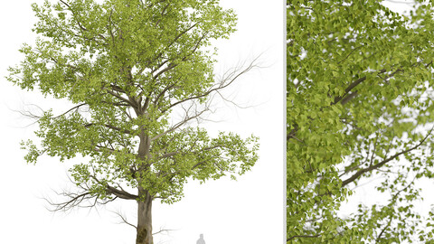 American Sycamore Tree (Platanus Occidentalis) (1 Tree)