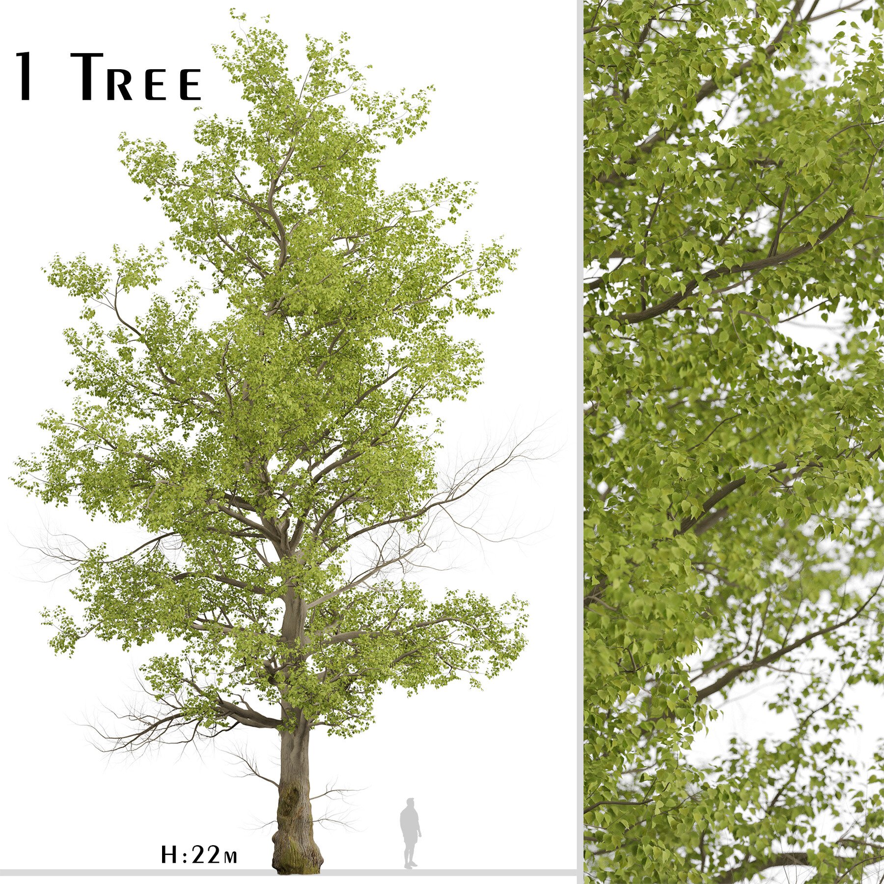 American Sycamore Tree (Platanus Occidentalis) (1 Tree)