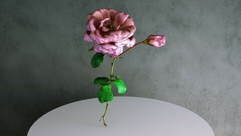 Rose / Rosa Hybrida 03 Pink [3d Scan Model: Plants / Flowers]