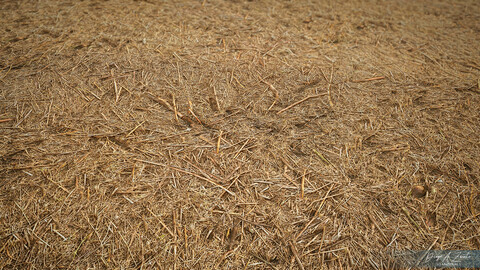 PBR DEAD GRASS 01 4K  MATERIAL