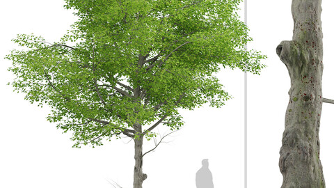 American Beech Tree ( Fagus grandifolia) (1 Tree)