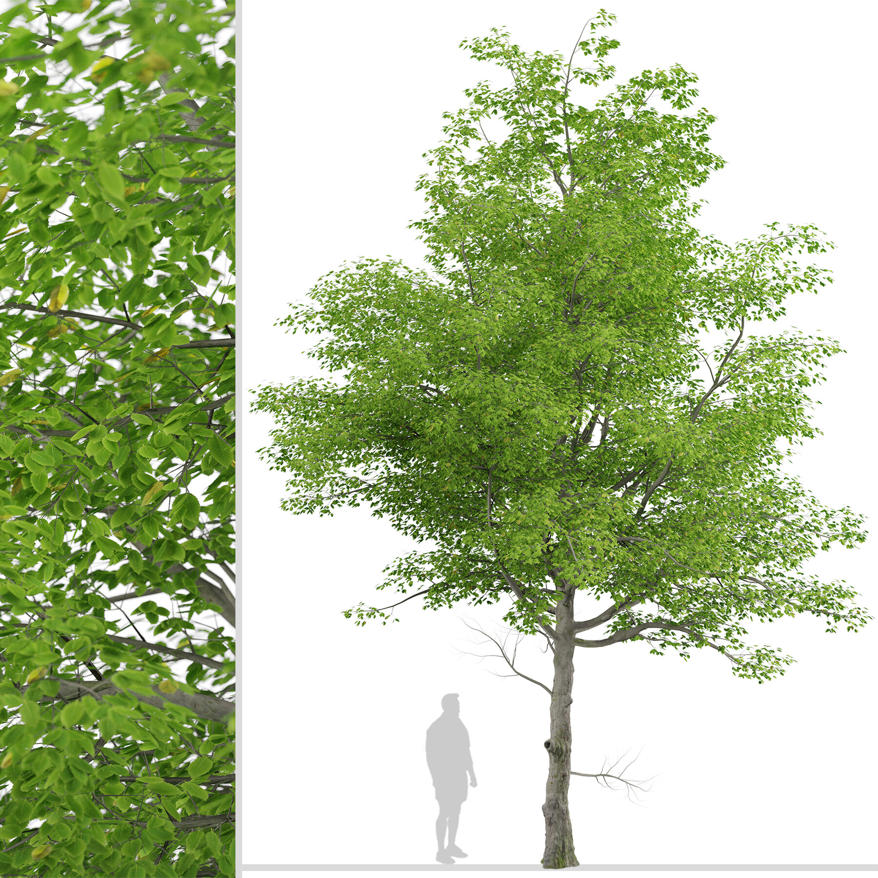 ArtStation - American Beech Tree ( Fagus grandifolia) (1 Tree) | Resources