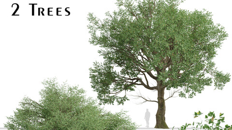 Set of American Elm Trees (Ulmus Americana) (2 Trees)