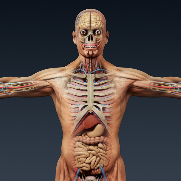 ArtStation - Human Male Anatomy - Body, Muscles, Skeleton and Internal ...