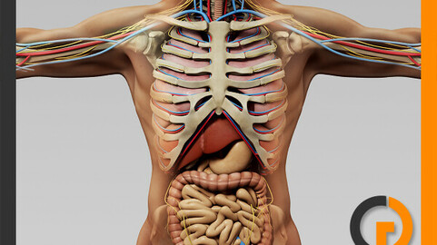 Human Male Anatomy - Body, Skeleton and Internal Organs
