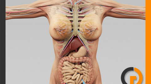 Human Female Anatomy - Body, Muscles, Skeleton and Internal Organs