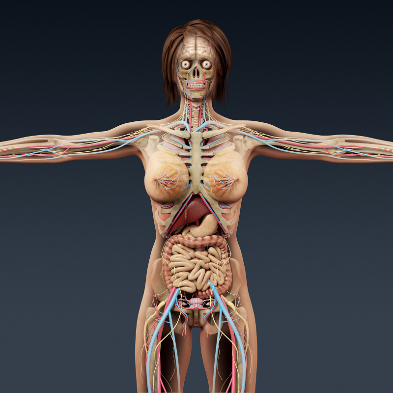 This product includes major anatomy systems and the whole set of internal o...