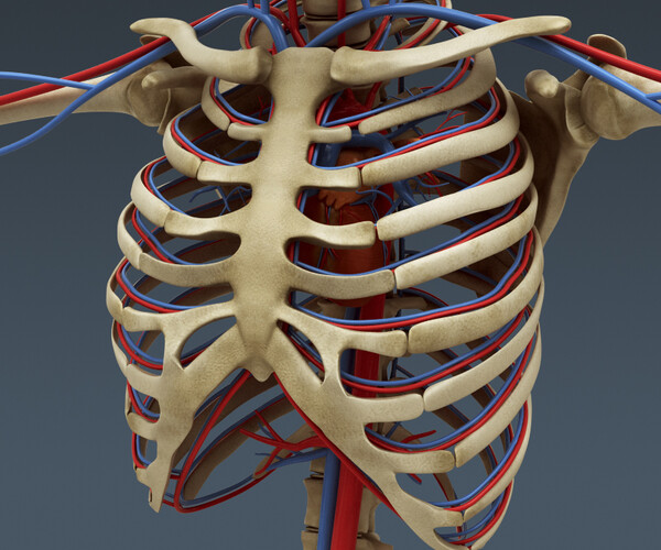 ArtStation - Human Male and Female Anatomy - Body, Skeleton and ...