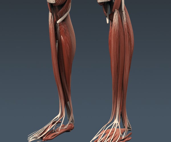 ArtStation - Human Female Anatomy - Body, Muscles, Skeleton and