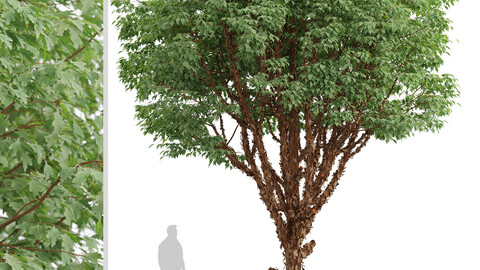 Set of Paperbark Maple Trees (Acer Griseum) (2 Trees)