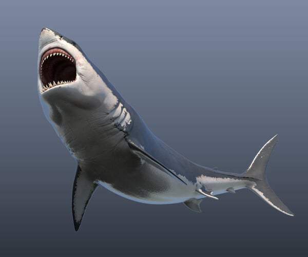 I made a Great White Shark for an educational project. : r/blender