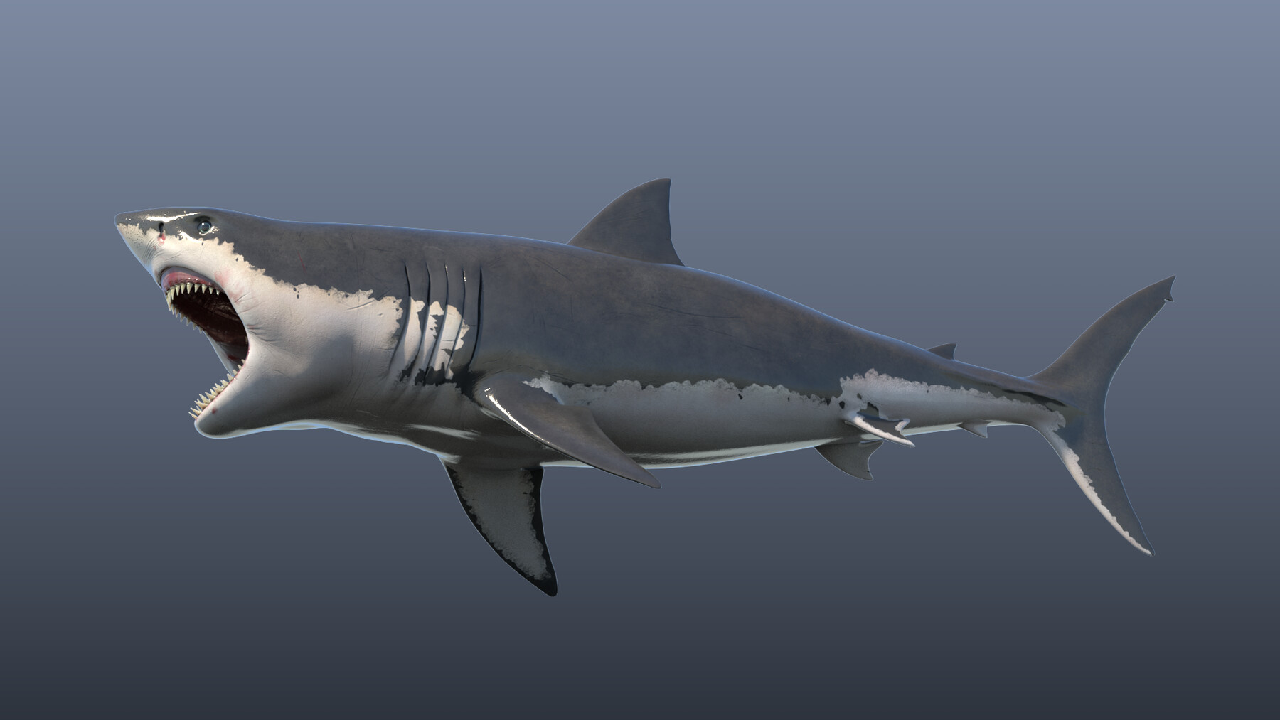 Great White Shark Model (Blender) by ScorchingKami on DeviantArt