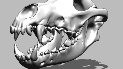 Wolf skull
