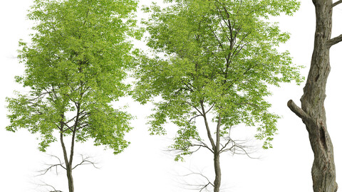 Set of White ash Trees (Fraxinus americana) (2 Trees)