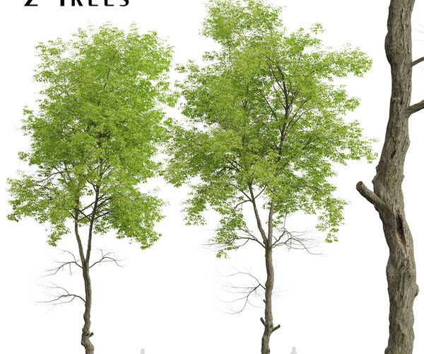 ArtStation - Set of White ash Trees (Fraxinus americana) (2 Trees ...