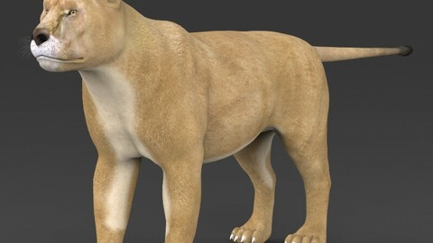 Realistic Lioness 3D Model